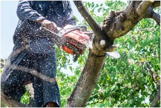 tree services Man